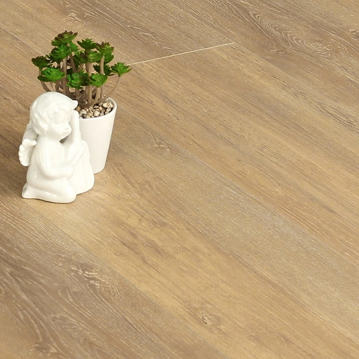 Дуб Яркий день